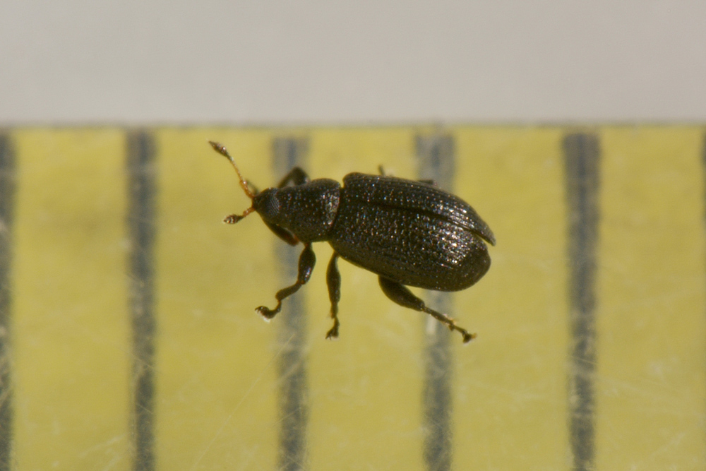 Curculionidae: Rhamphus pulicarius ? S !